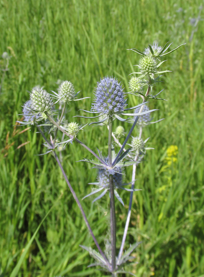 Изображение особи Eryngium planum.