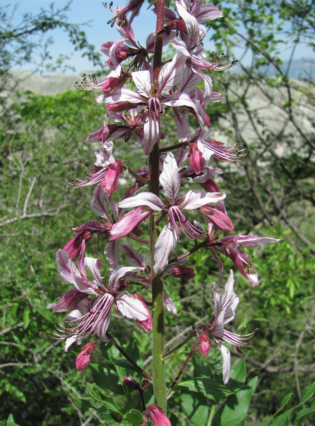 Image of Dictamnus caucasicus specimen.