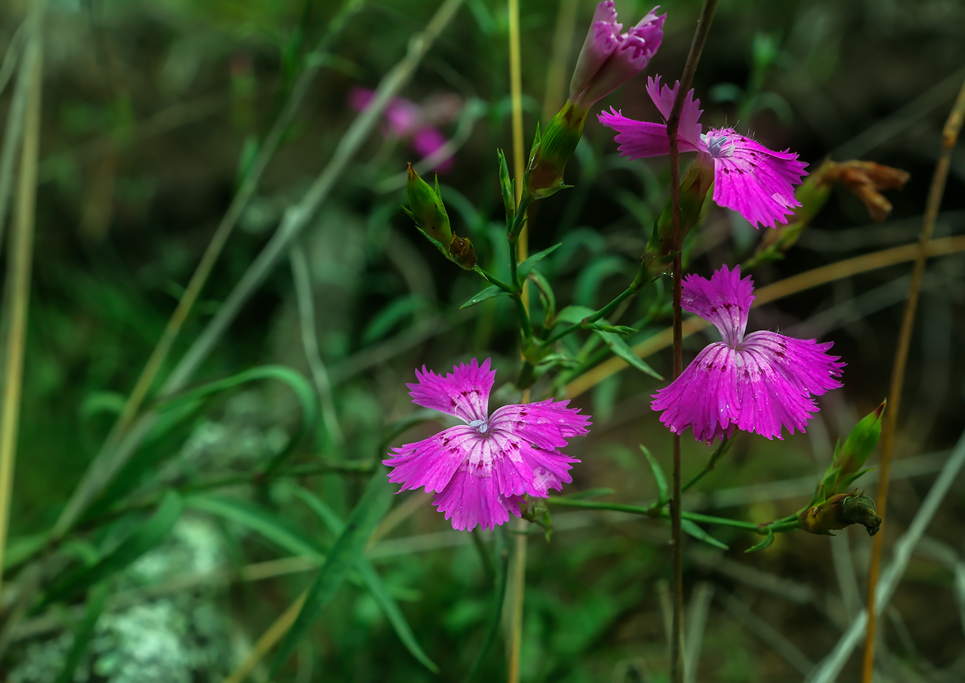 Изображение особи Dianthus versicolor.