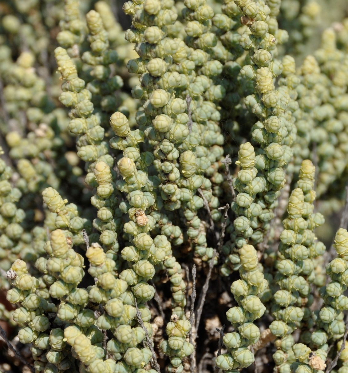 Сарсазан (Halocnemum strobilaceum)