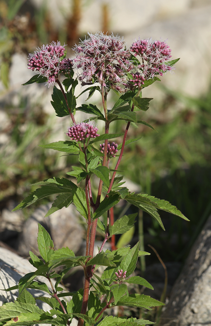 Image of Eupatorium cannabinum specimen.