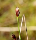 Juncus biglumis. Верхушка побега с соплодием. Республика Коми, национальный парк Югыд Ва, перевал Зигзаг, заболоченный участок нивальной растительной группировки. 19.08.2019.