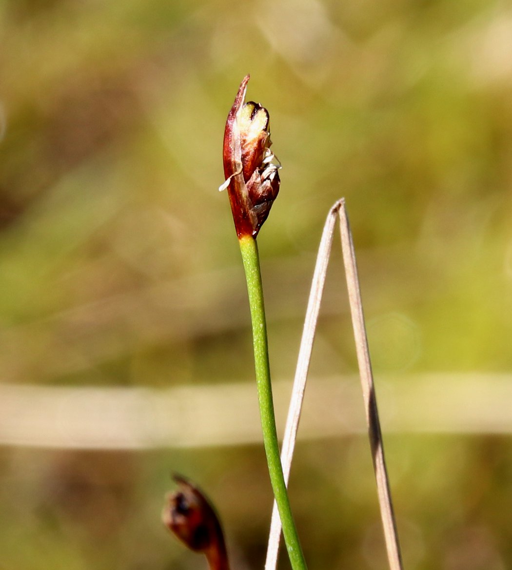 Изображение особи Juncus biglumis.