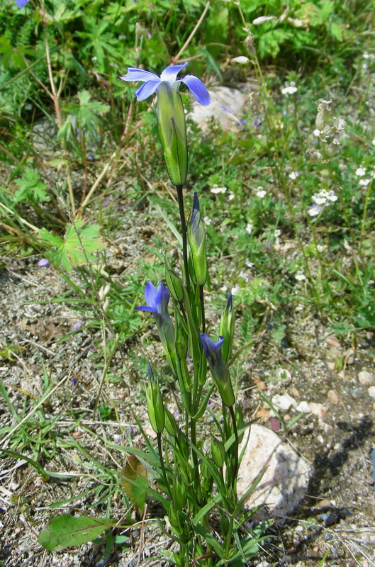 Изображение особи Gentianopsis barbata.