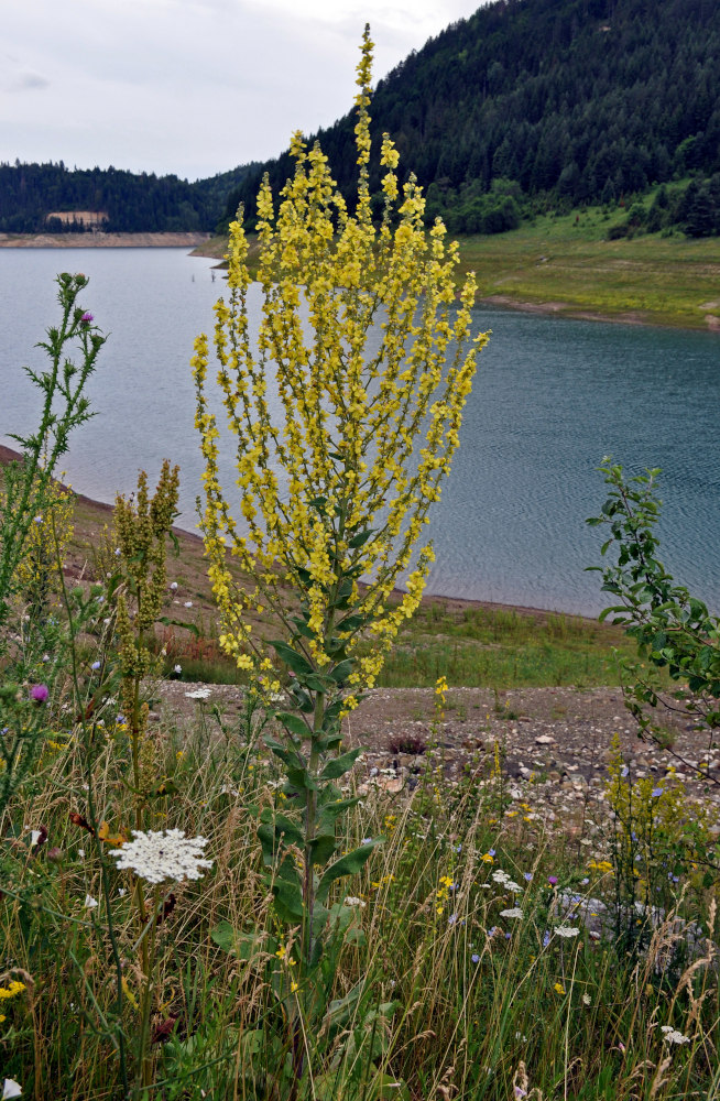 Изображение особи род Verbascum.