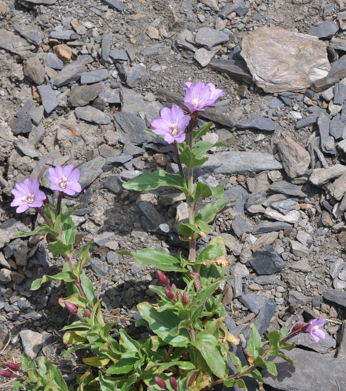 Image of Epilobium algidum specimen.