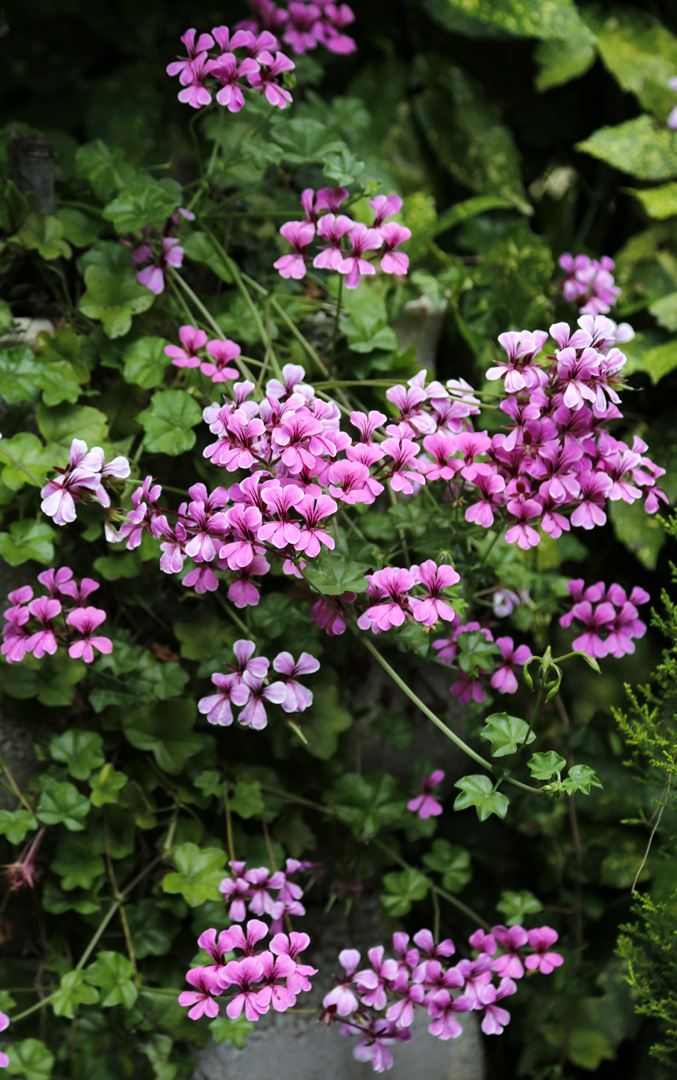 Изображение особи Pelargonium peltatum.