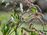 Persicaria lapathifolia