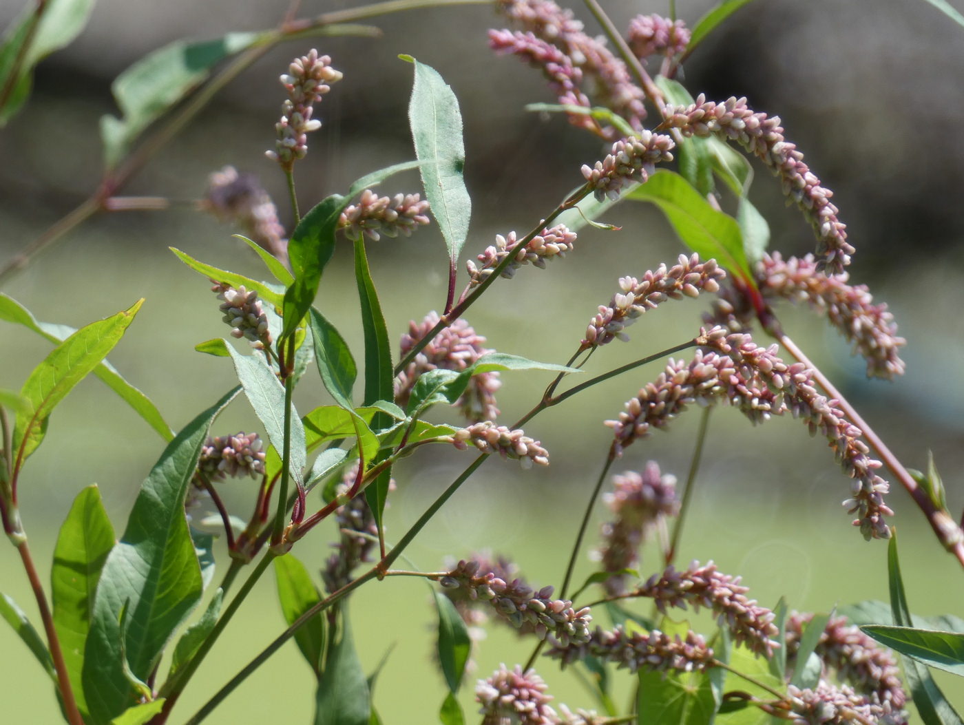 Image of Persicaria lapathifolia specimen.