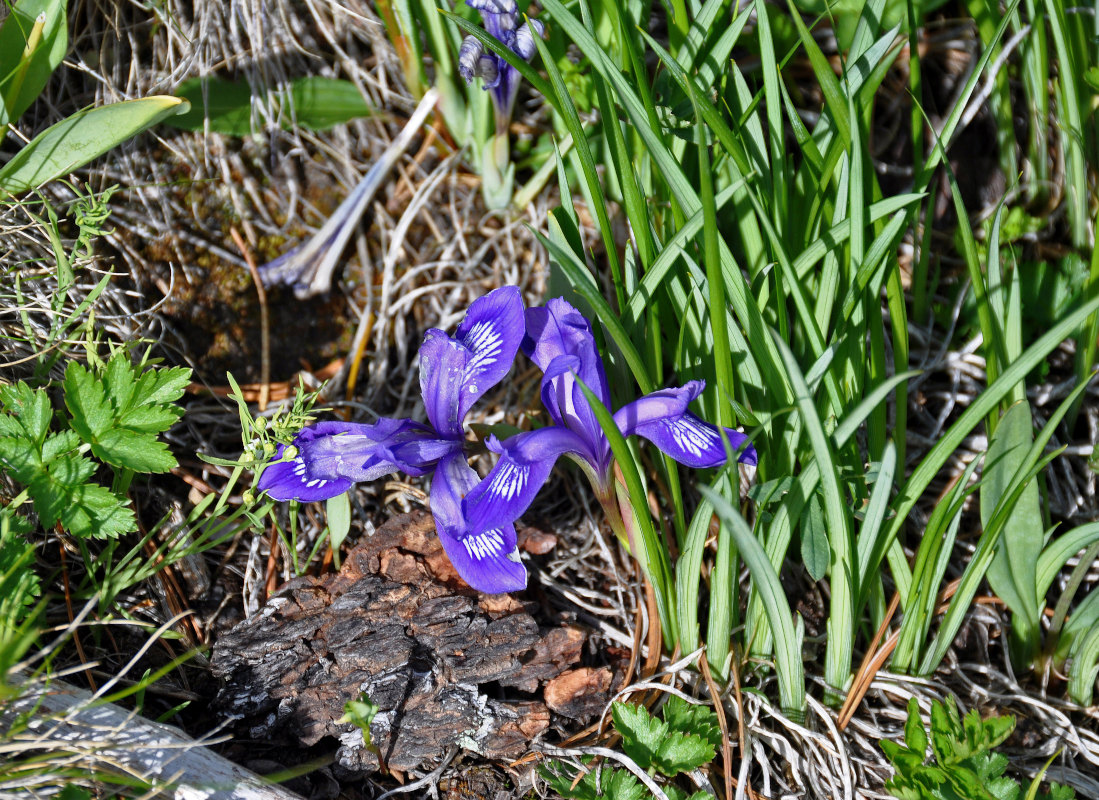 Изображение особи Iris ruthenica.