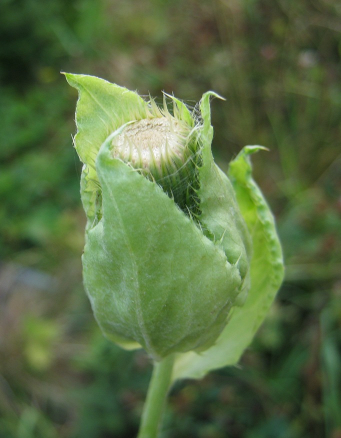 Изображение особи Cirsium oleraceum.