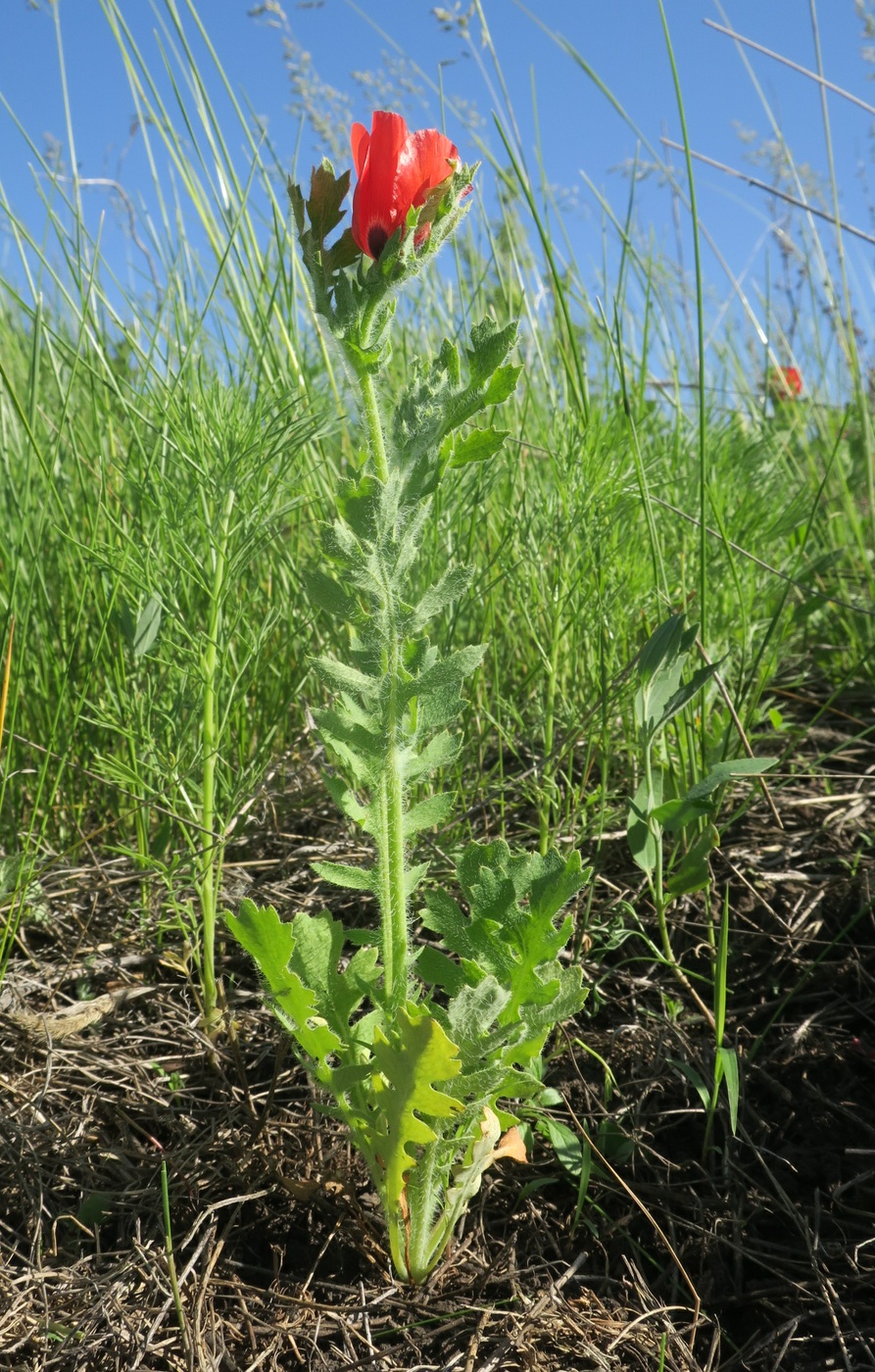 Изображение особи Glaucium corniculatum.