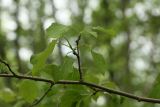 Populus tremula