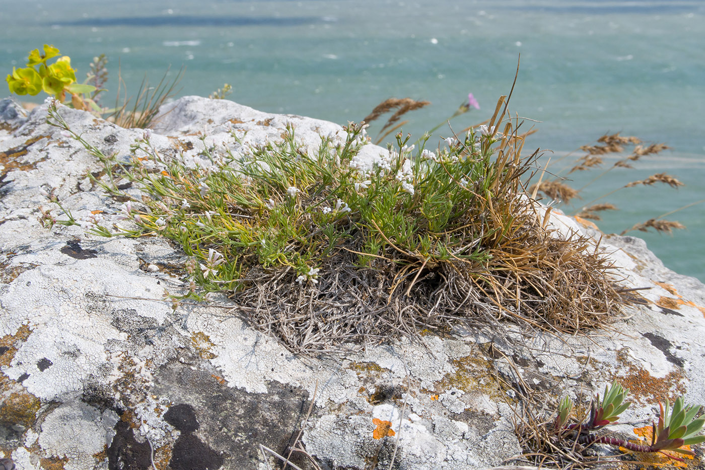 Image of Asperula cimmerica specimen.