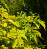 Sambucus nigra