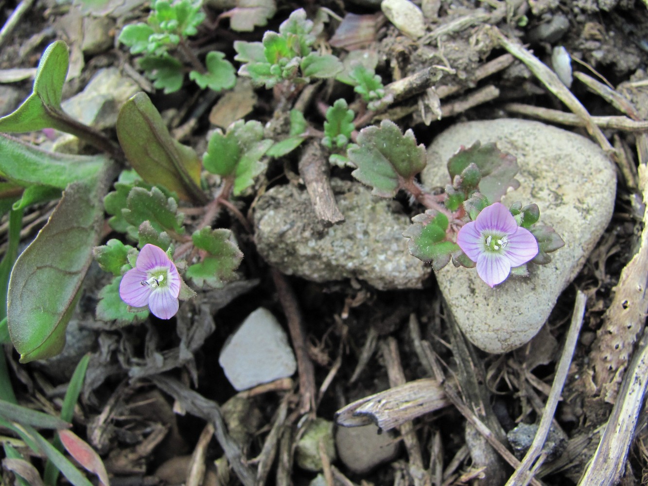 Image of Veronica polita specimen.