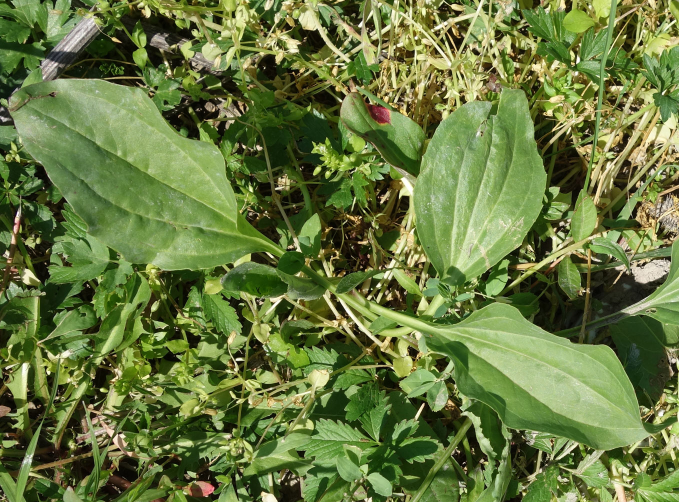 Изображение особи Plantago major.