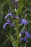 Lobelia sessilifolia