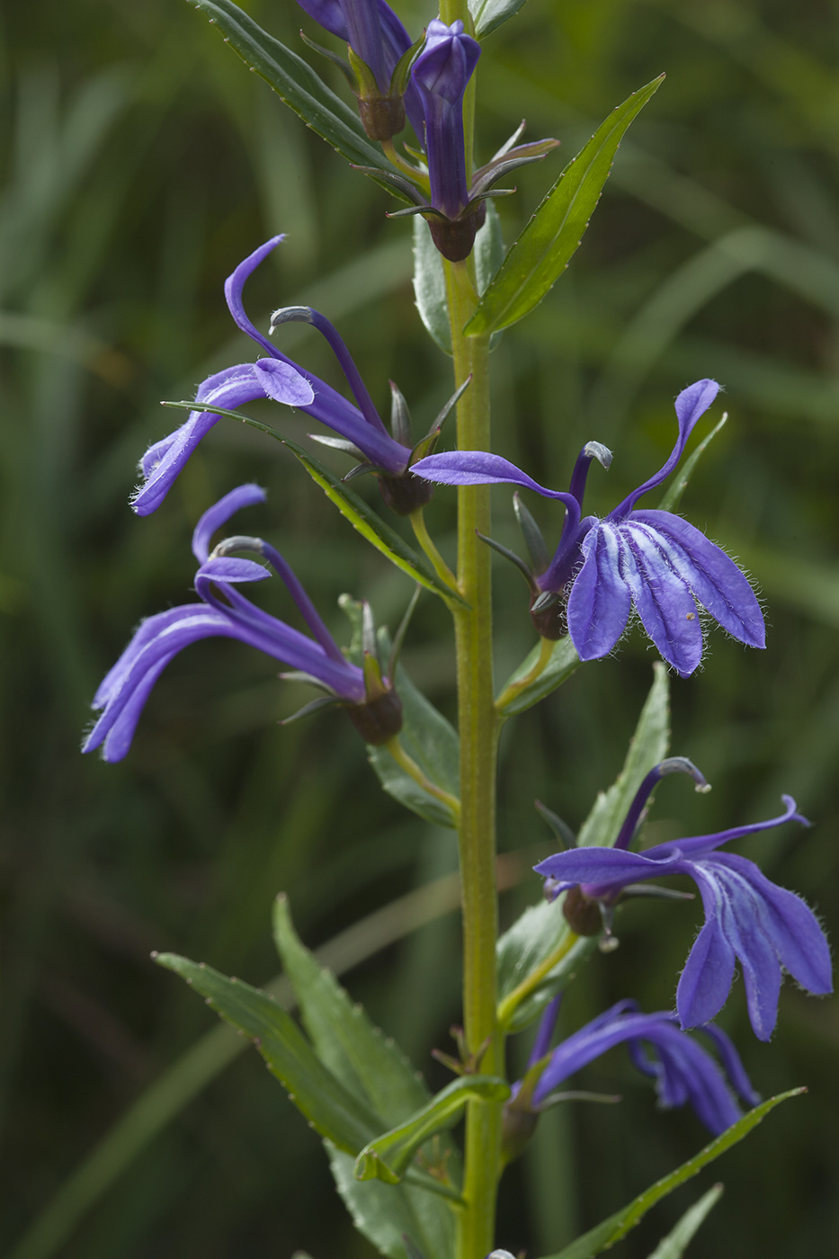 Image of Lobelia sessilifolia specimen.