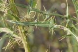 Image of taxon representative. Author is Роланд Цандекидис