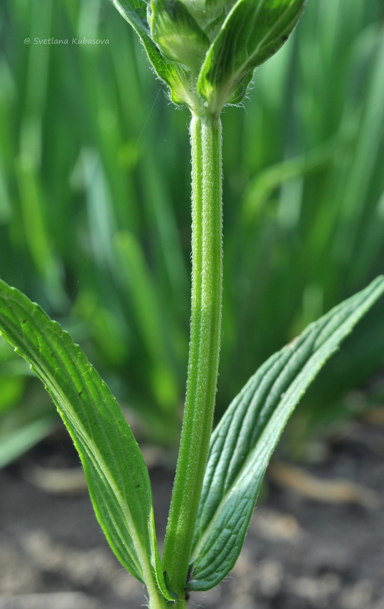 Image of Nepeta nervosa specimen.
