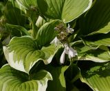 Hosta albomarginata