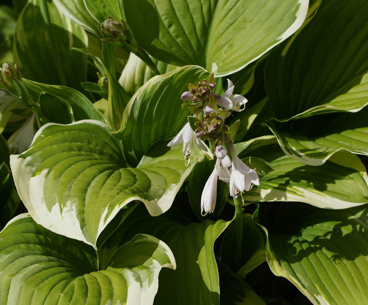 Изображение особи Hosta albomarginata.