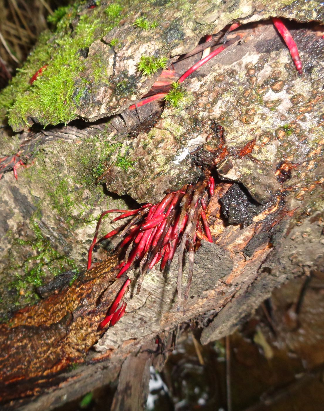 Image of Alnus incana specimen.