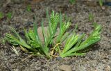 Sclerochloa dura