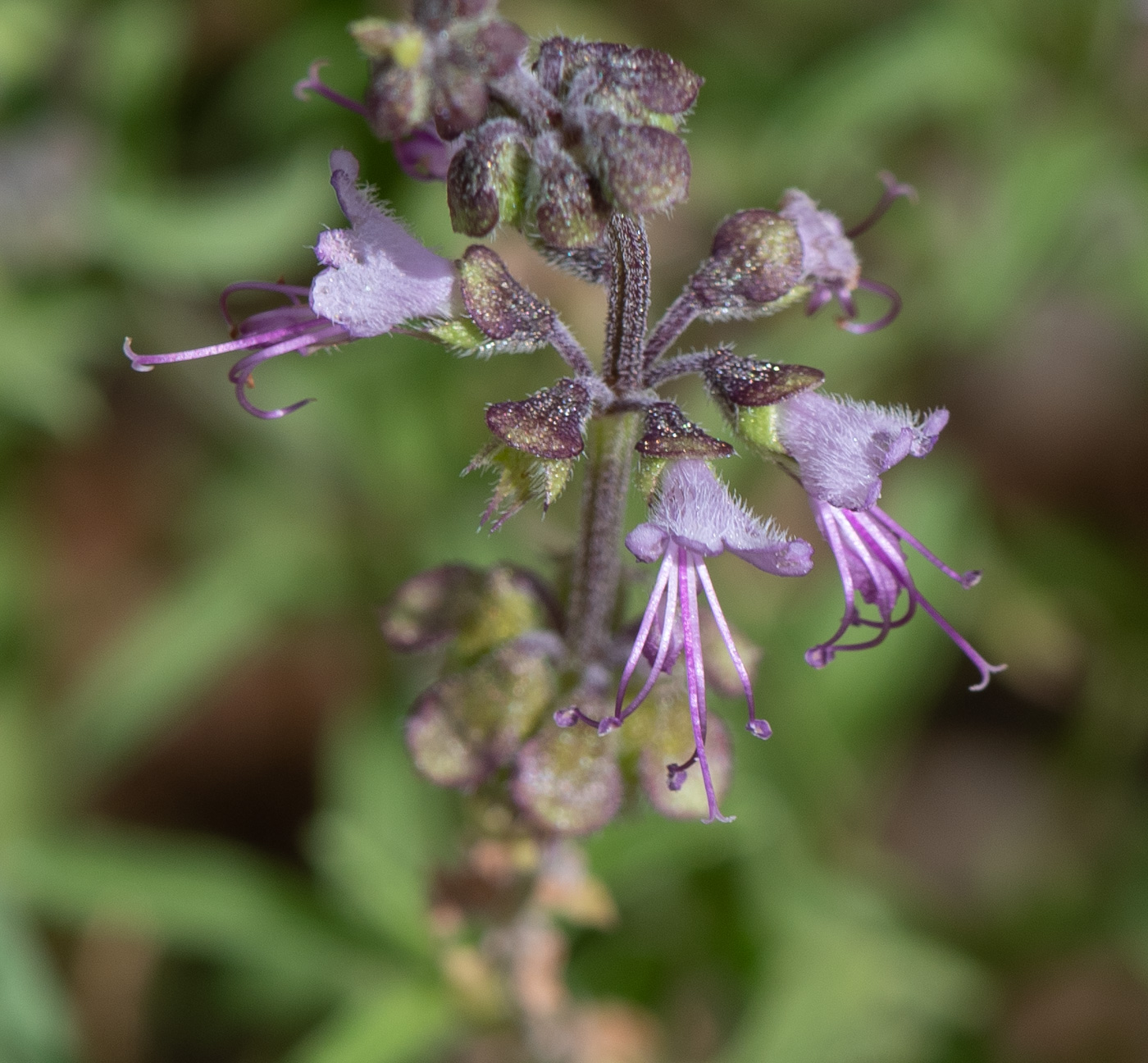 Изображение особи Ocimum americanum.