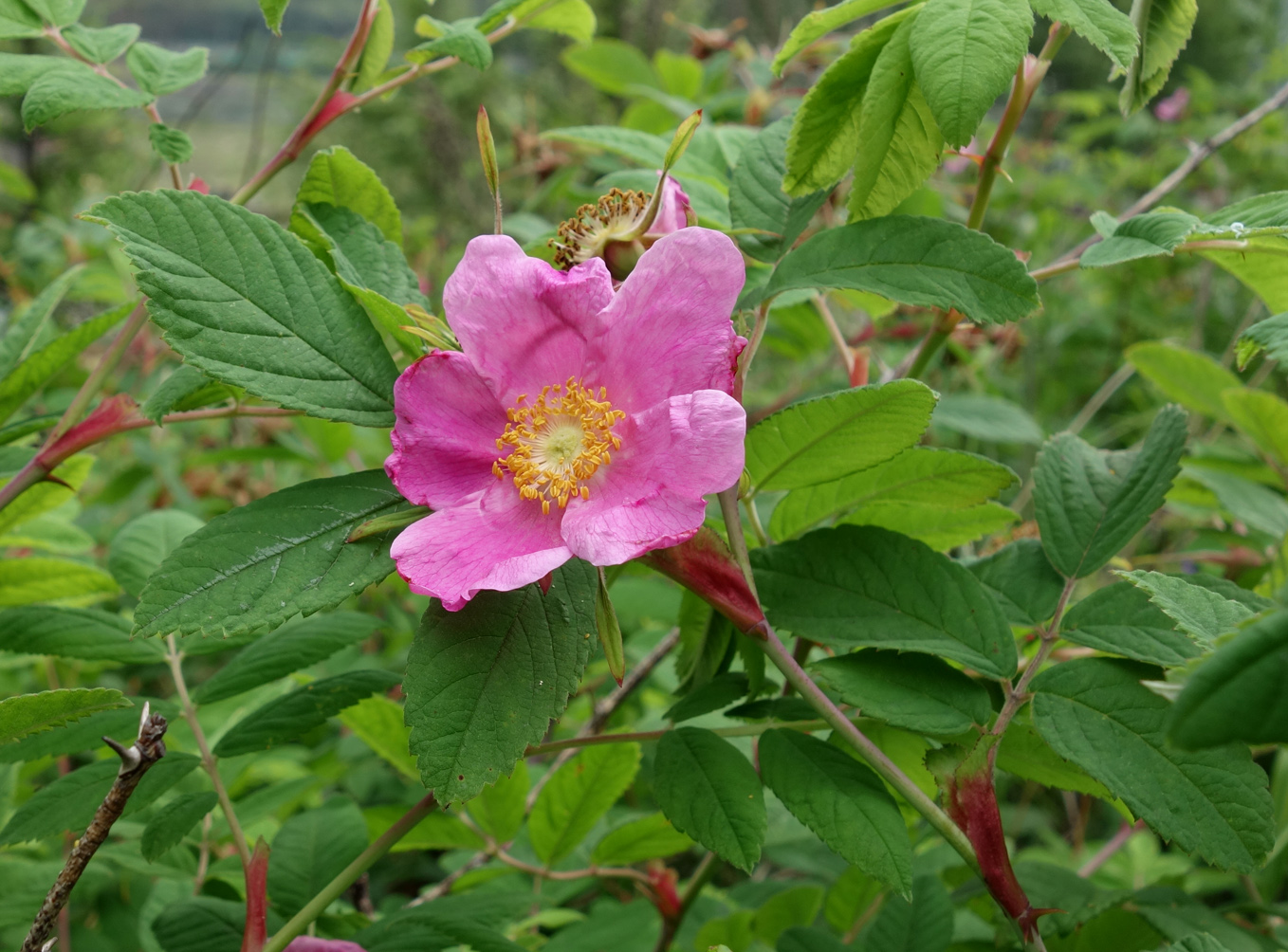 Изображение особи Rosa amblyotis.