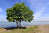 Ulmus pumila. Плодоносящее дерево. Приморский край, окр. г. Владивосток, п-ов Муравьёва-Амурского, на берегу моря. 03.06.2020.