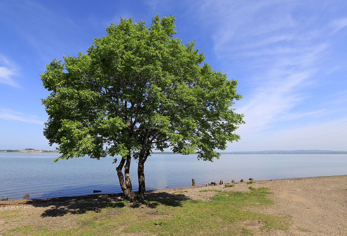 Изображение особи Ulmus pumila.