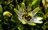 Passiflora caerulea