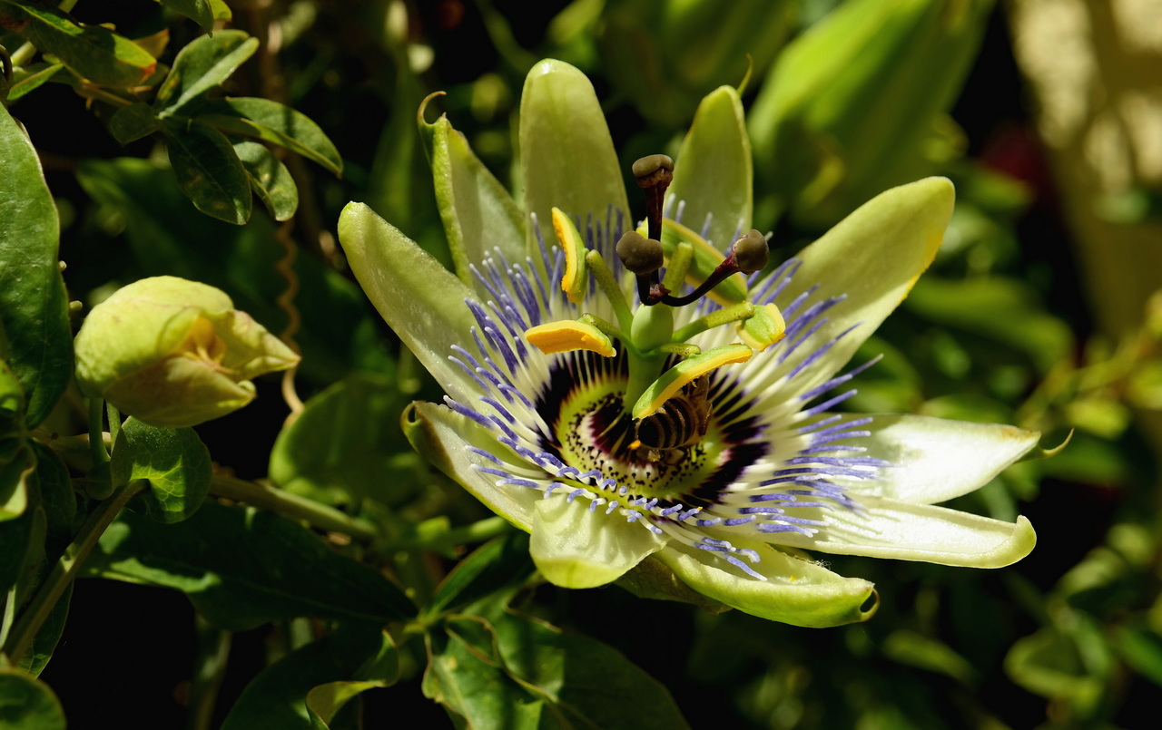 Изображение особи Passiflora caerulea.