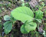 Styrax obassia