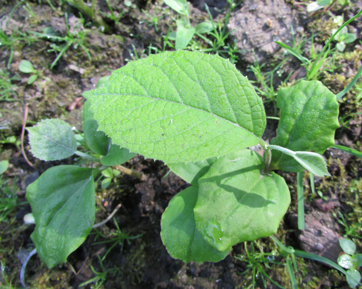 Image of Styrax obassia specimen.