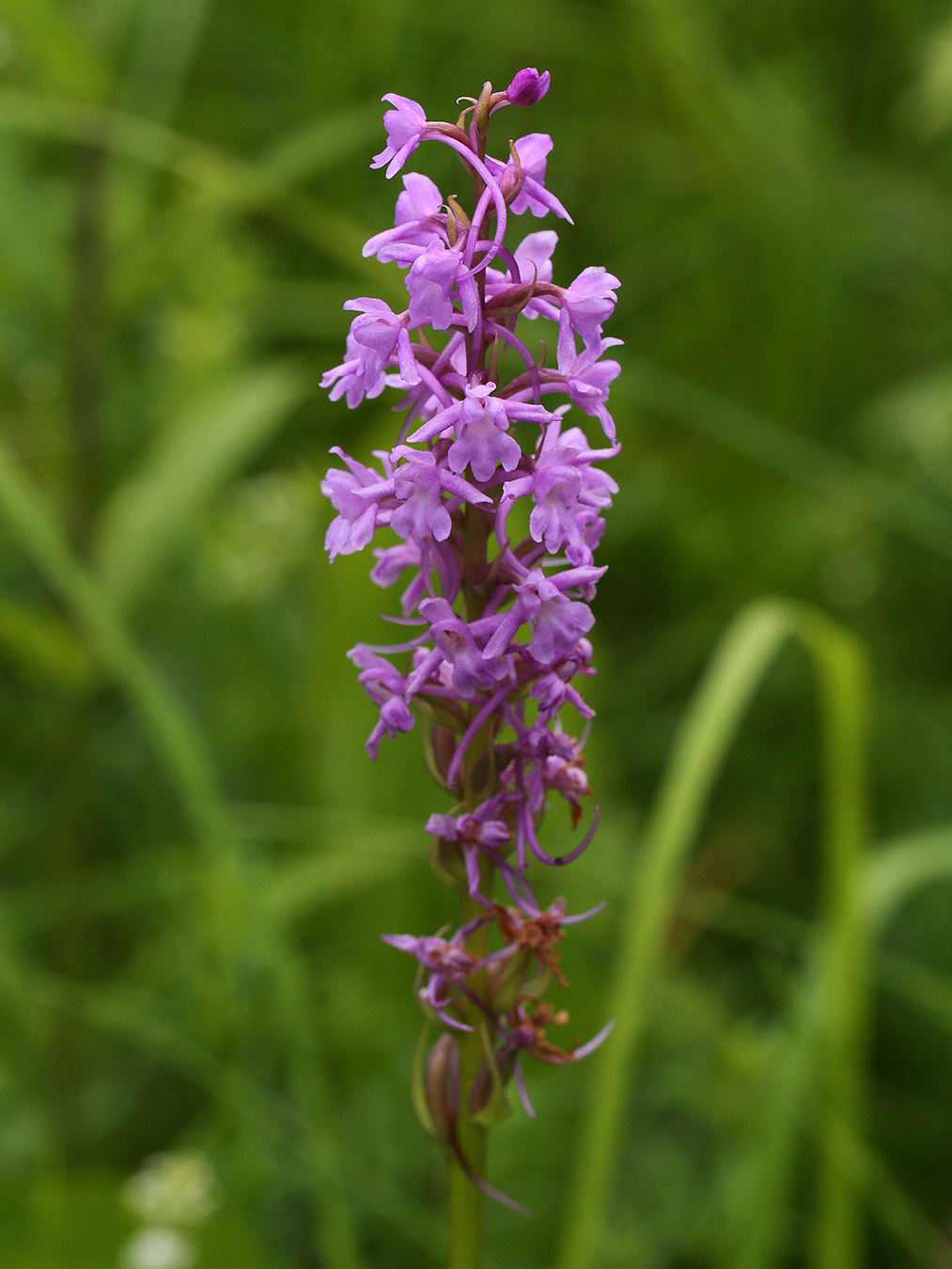 Изображение особи Gymnadenia conopsea.