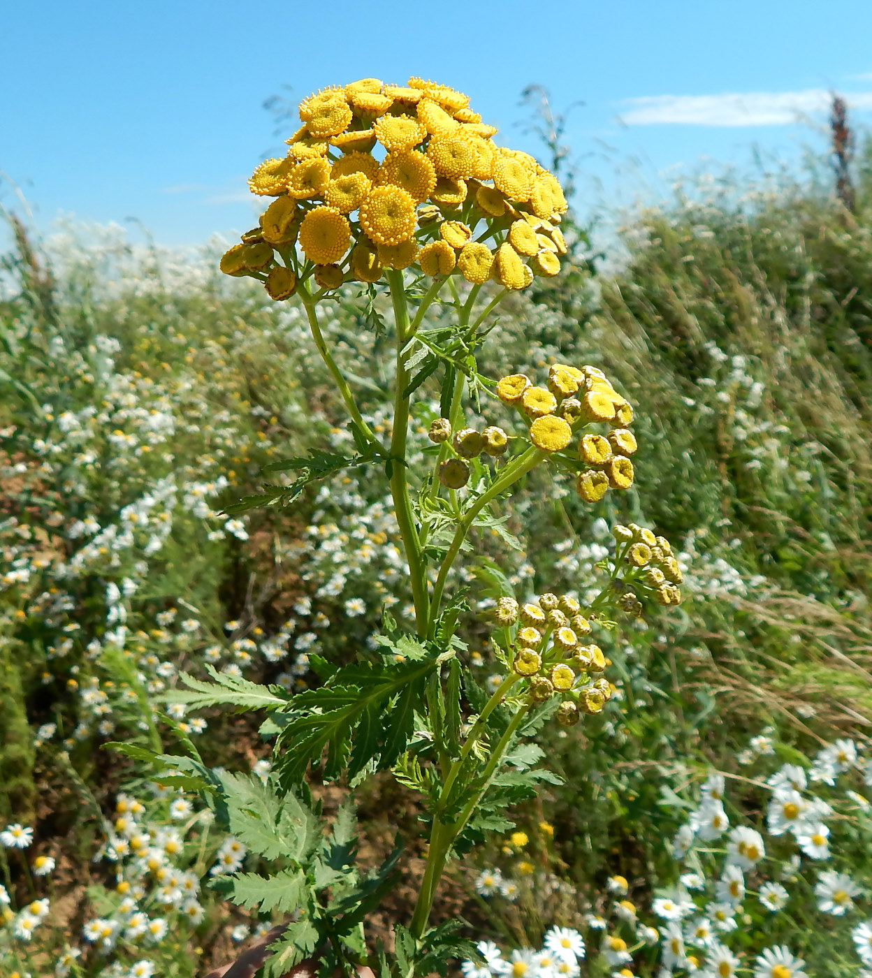 Image of Tanacetum vulgare specimen.