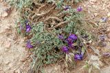 Oxytropis savellanica