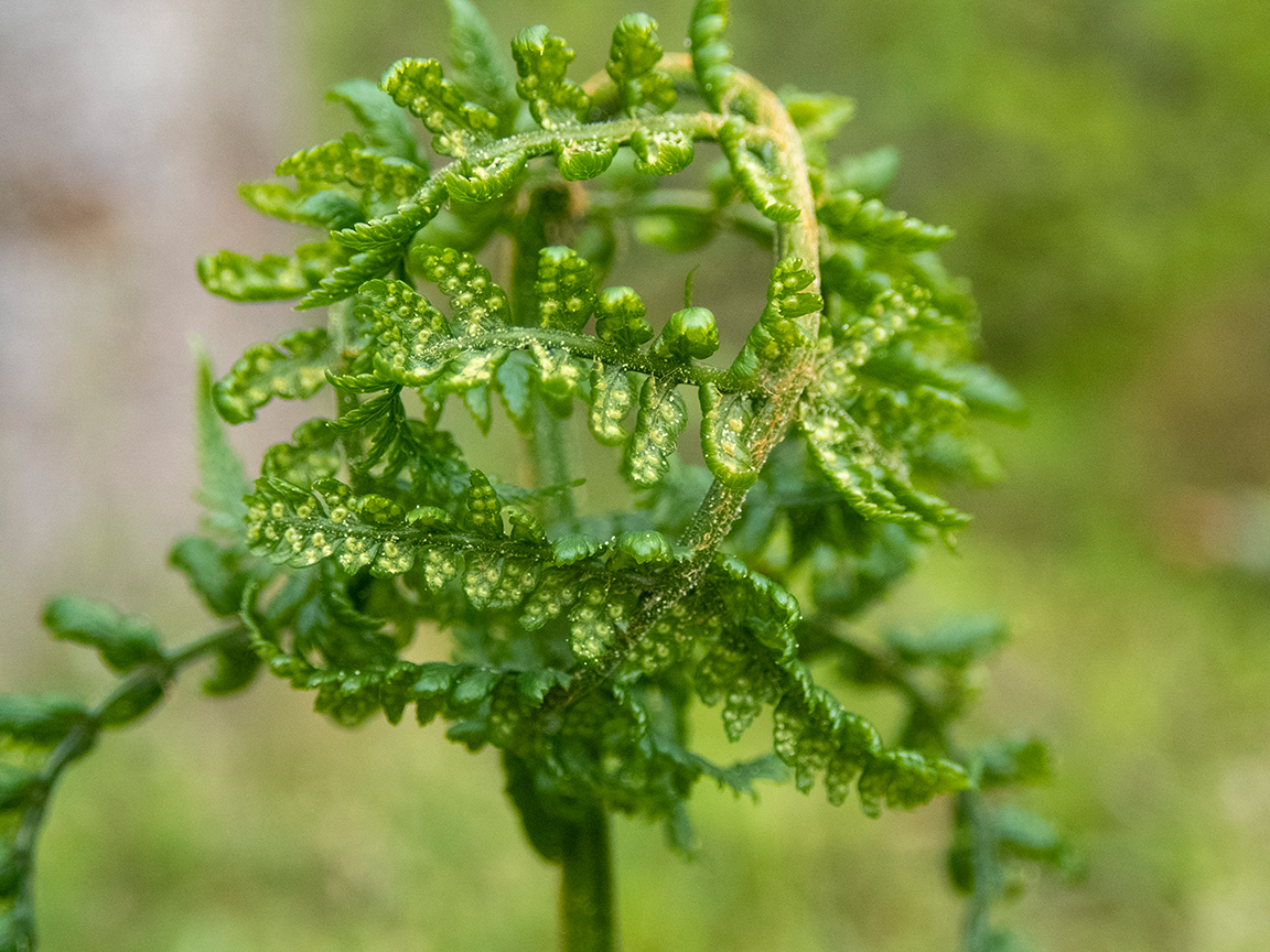 Image of Dryopteris expansa specimen.