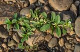 Cerastium holosteoides