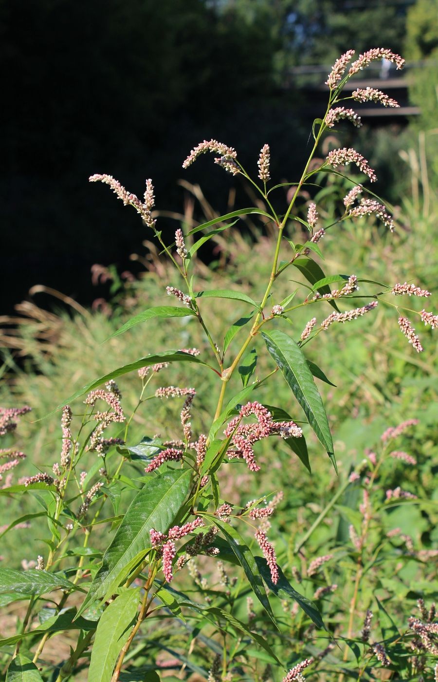 Изображение особи Persicaria lapathifolia.