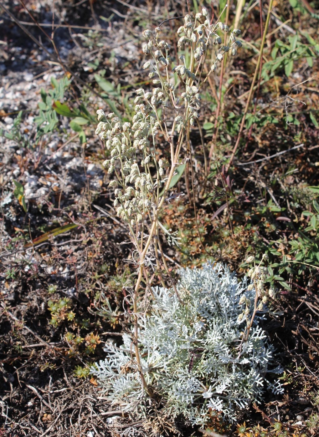 Изображение особи Artemisia hololeuca.