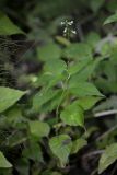Circaea lutetiana