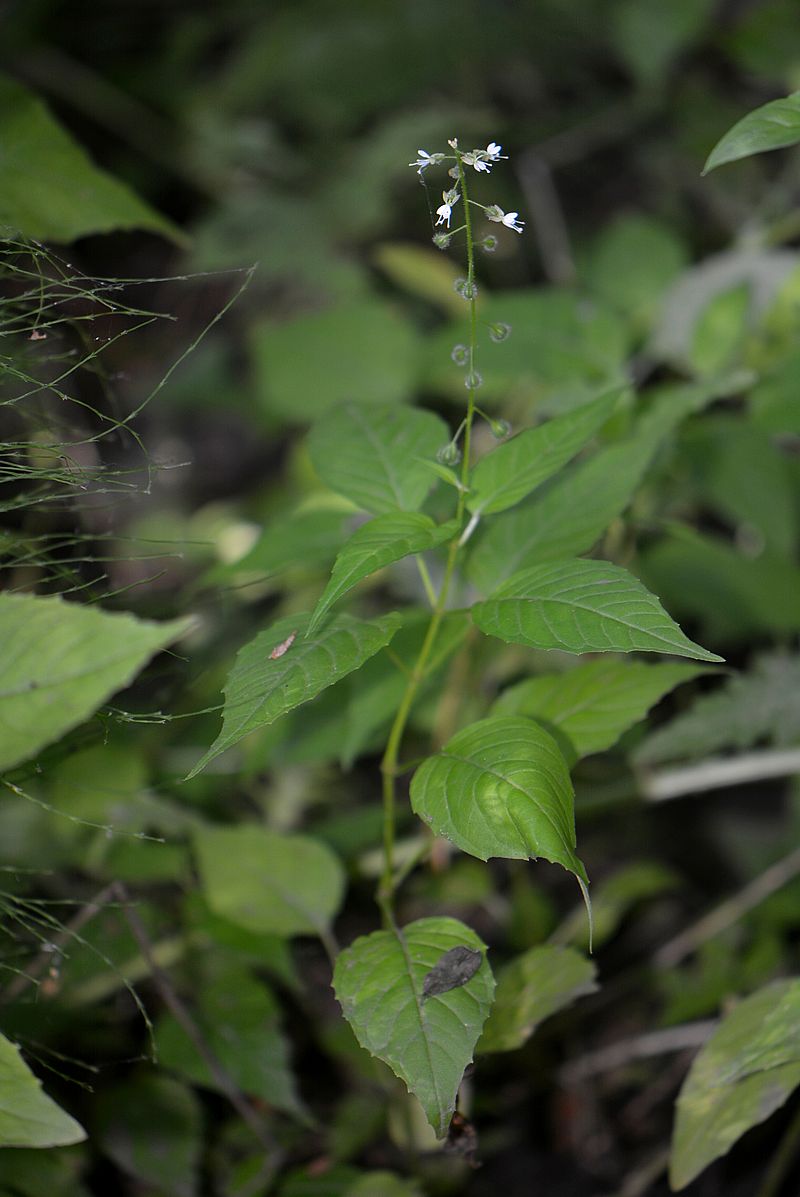 Изображение особи Circaea lutetiana.