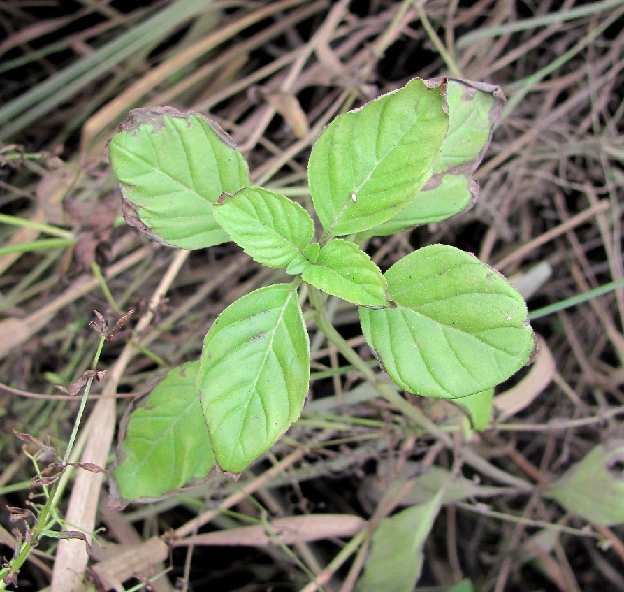 Image of genus Mentha specimen.
