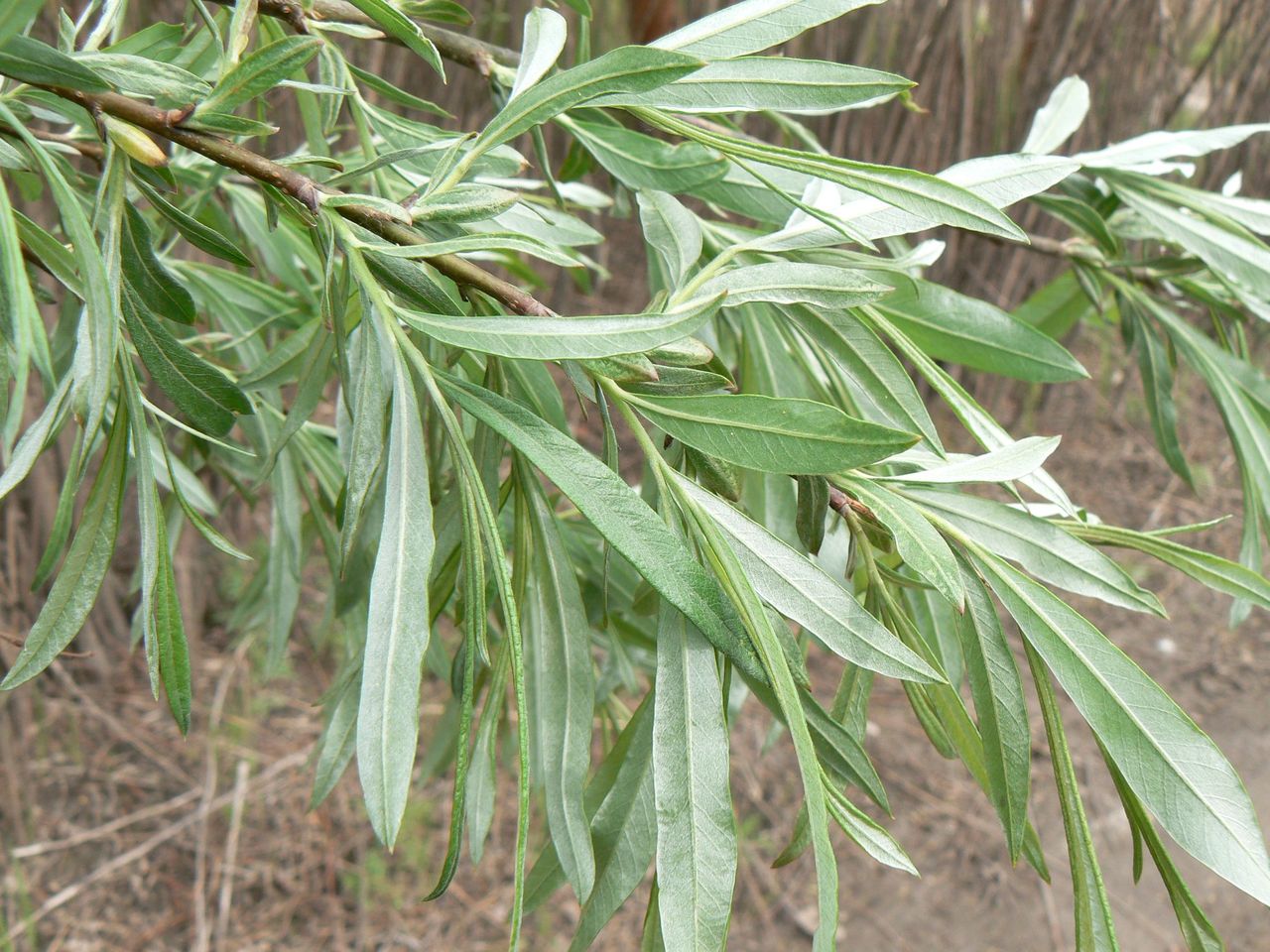 Image of Salix viminalis specimen.