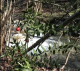Ruscus aculeatus
