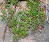 Daucus montanus. Прикорневые листья. Перу, регион Куско, археологический комплекс \"Писак\", центральная часть комплекса, в нижней части каменной кладки. 12.10.2019.